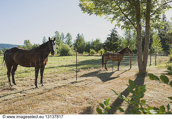 Horses on grassy field against clear sky during sunny day
