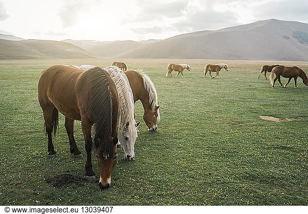 Horses on grassy field against sky