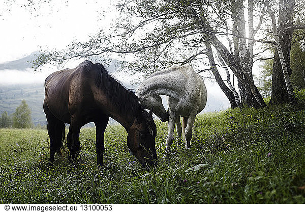 Horses on grassy field during foggy weather