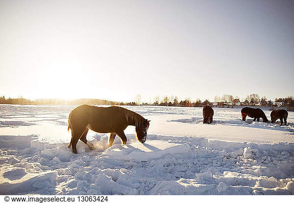 Horses on snow covered field against clear sky