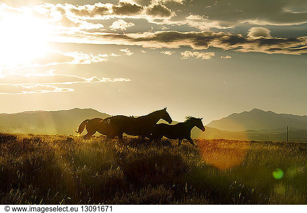Horses running on field against sky during sunset
