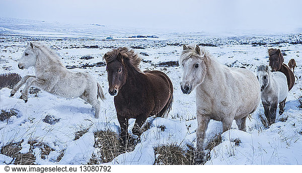 Horses running on snowy landscape against sky