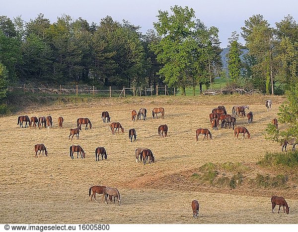 Horses. Sant Boi de Llu?an?s vilage countryside. Llu?an?s region  Barcelona province  Catalonia  Spain.