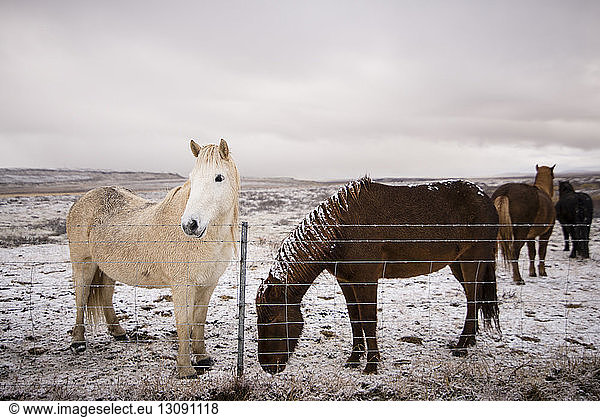 Horses standing against sky on field during winter