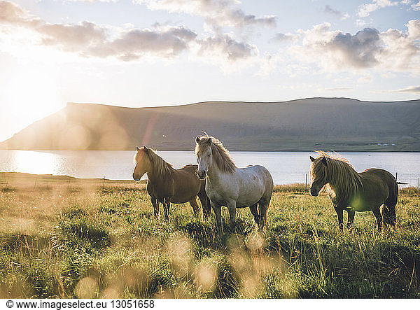 Horses standing at lakeshore against mountains