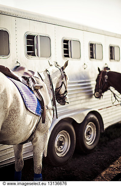 Horses standing by vehicle on field