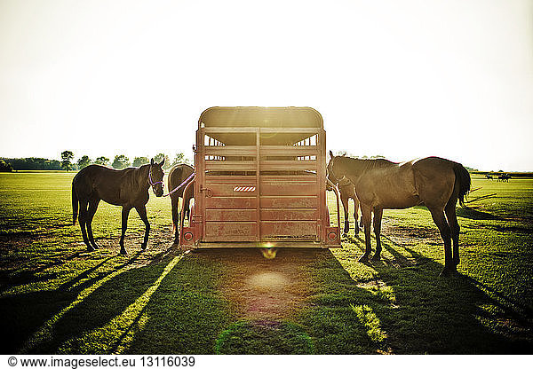 Horses standing by vehicle on grassy field