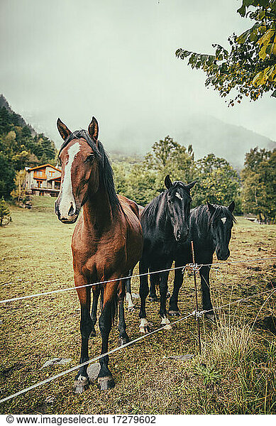 Horses standing in agricultural field