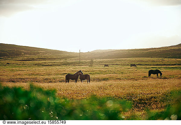 Horses standing in field of countryside
