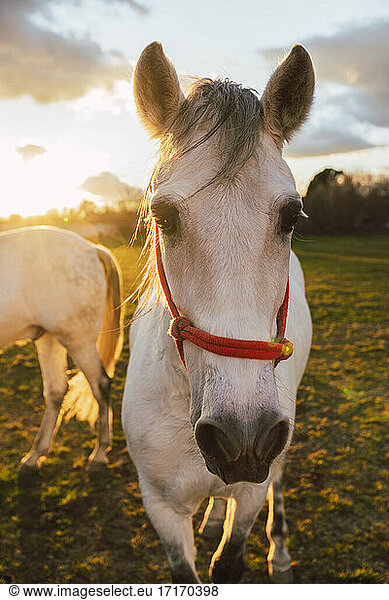 Horses standing in ranch during sunset