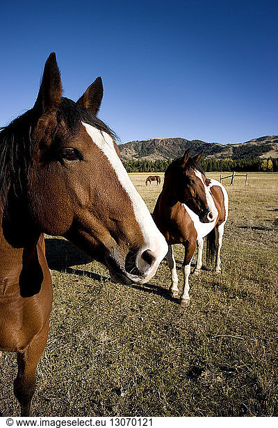 Horses standing on field against clear blue sky