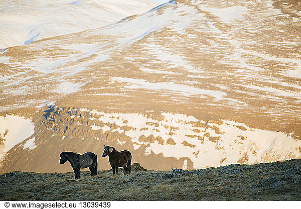 Horses standing on field against mountains during winter