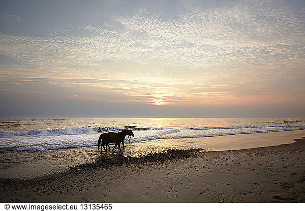 Horses walking at shore during sunset