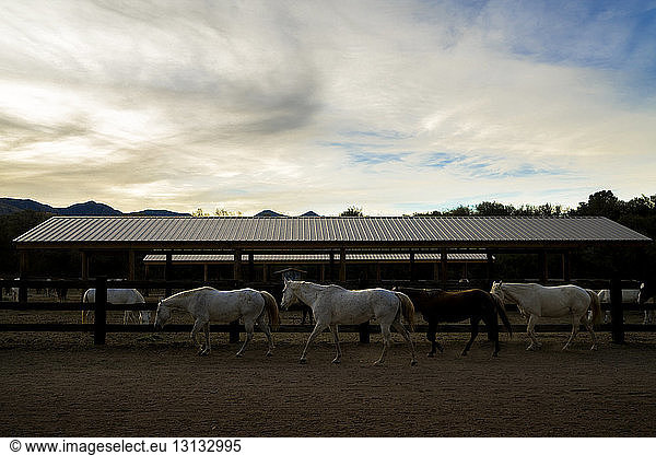 Horses walking on field at stable against cloudy sky during sunset