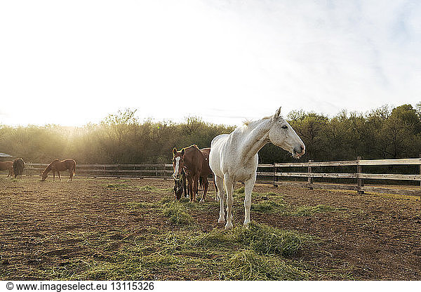 Horses walking on field at stable against sky