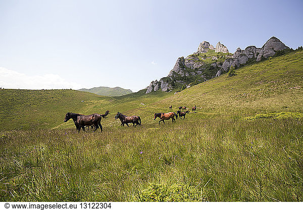 Horses walking on grassy landscape against sky