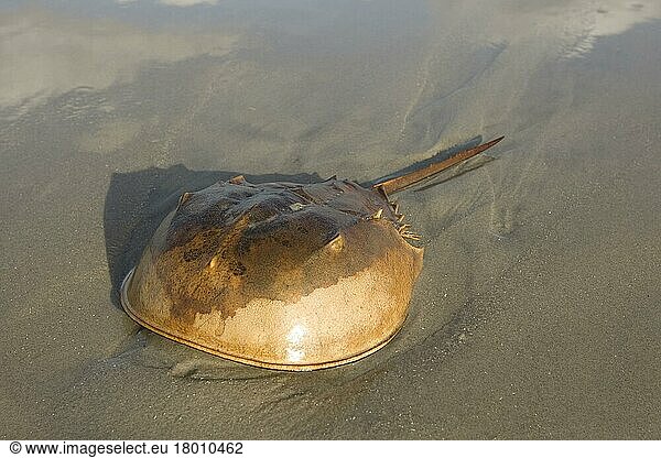 Horseshoe Crab (Limulus polyphemus) adult  on sandy beach  New Jersey (U.) S. A