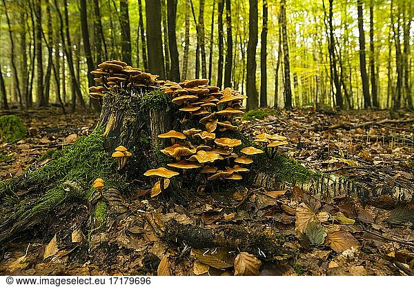Horseshoe Fungus (Kuehneromyces mutabilis)  edible  mushroom  beech forest  tree stump  Mecklenburg-Western Pomerania  Germany  Europe