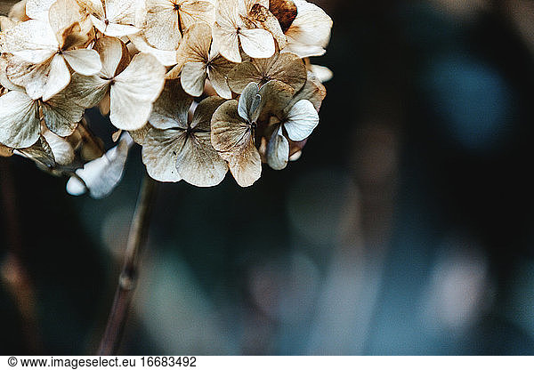 Hortensia flower head. Dark tones  close-up.
