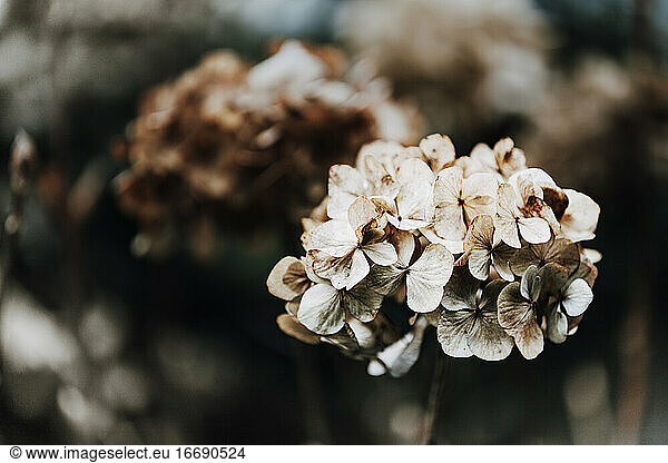 Hortensia flower head. Dark tones  close-up.