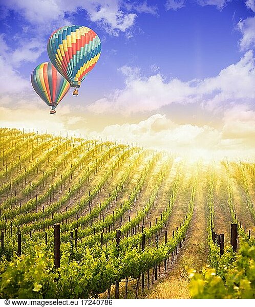 Hot air balloons flying above A beautiful green grape vineyard