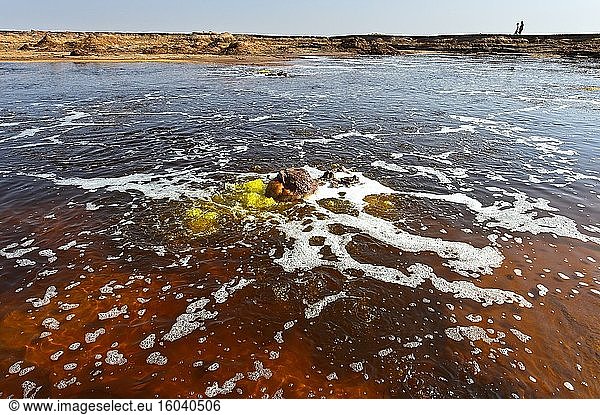 Hot  yellow-green bubbling springs of hypersaline water in the Gaet'ale pond  also oil pond  Dallol geothermal area  Hamadela  Danakil depression  Afar triangle  Ethiopia.
