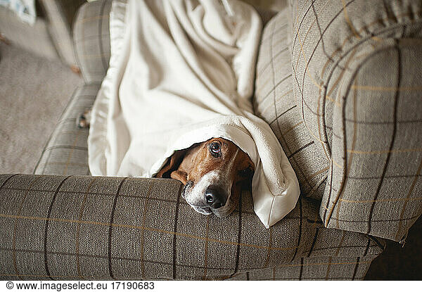 Hound dog resting under a blanket on a chair at home