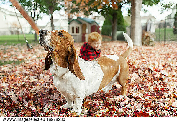 Hound dog stands in leaf pile and sniffs air while boy sits behind him
