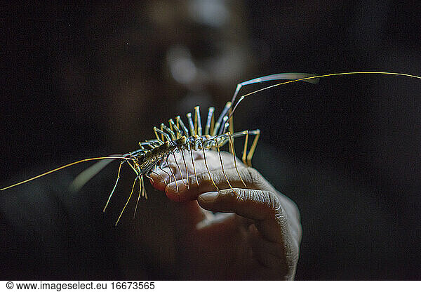 House centipede  (Scutigera coleoptrata) hold by local guide at the Khao Luk Chang caves in the Khao Yai  Thailand.