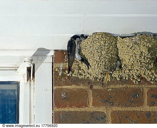 House Martin (Delichon urbica) Erwachsener  Jungtiere im Nest füttern  nistend auf einem Gebäude  England  Großbritannien  Europa