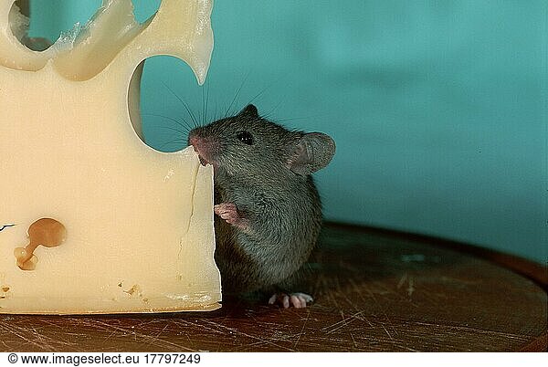House Mouse (Mus musculus) eating cheese  Germany  Europe