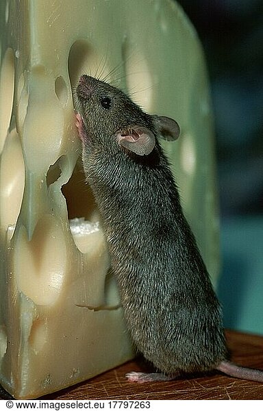 House Mouse (Mus musculus) eating cheese  Germany  Europe