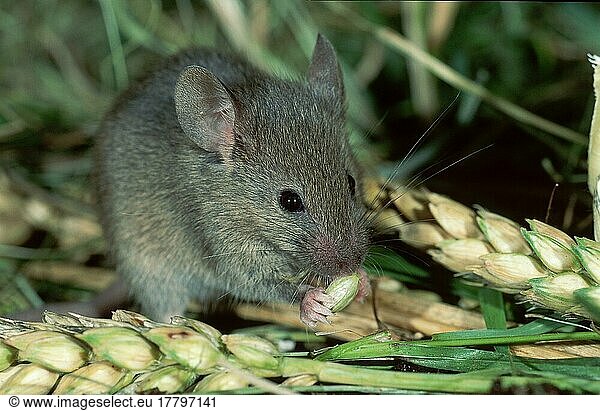 House Mouse (Mus musculus) eating grain  Germany  Europe