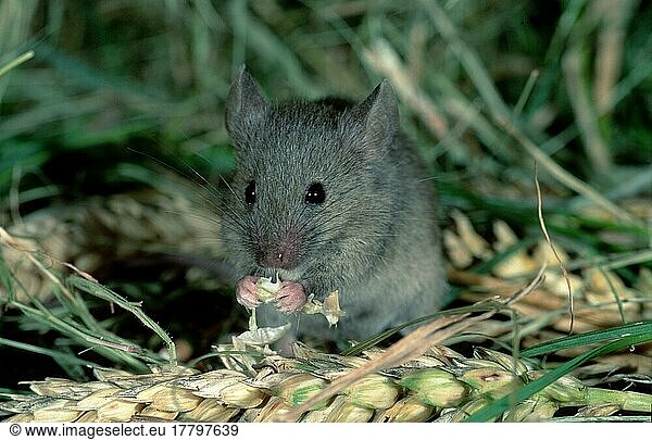 House Mouse (Mus musculus) eating grain  Germany  Europe