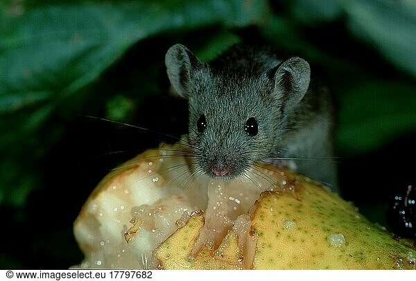 House Mouse (Mus musculus) eating pear  house mouse eats pear  Germany  Europe