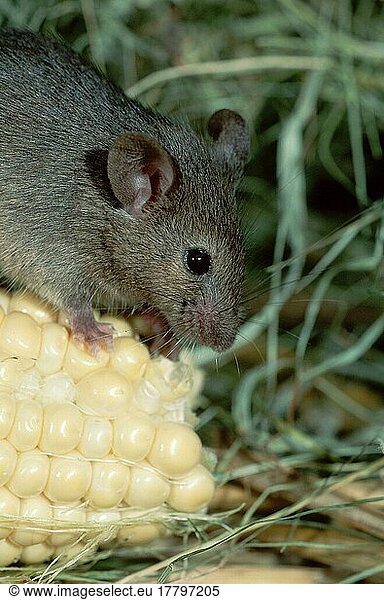 House mouse (Mus musculus) eats maize  Germany  Europe