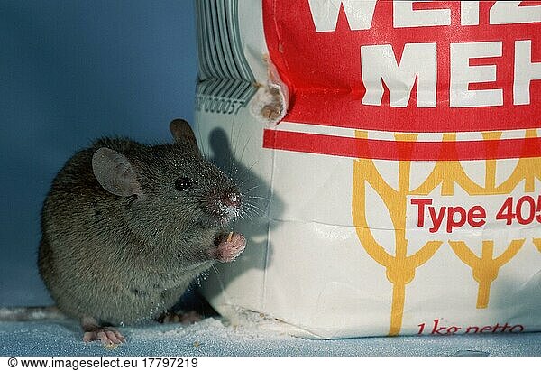 House Mouse (Mus musculus) gnawing at flour bag  Germany  Europe