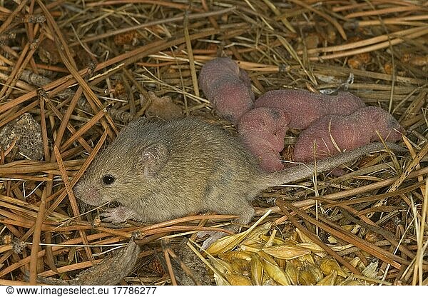 House mouse (Mus musculus)  house mice  mice  mouse  rodents  mammals  animals  House Mouse adult female  at nest with babies  Spain  Europe