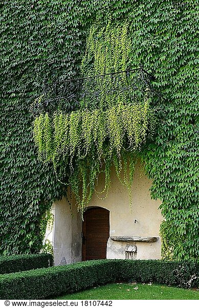 House wall with wild wine  Boston ivy ( Parthenocissus tricuspidata)