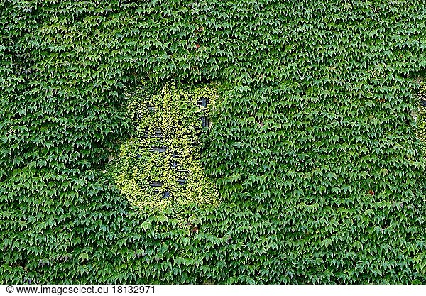 House wall with wild wine  Boston ivy ( Parthenocissus tricuspidata)