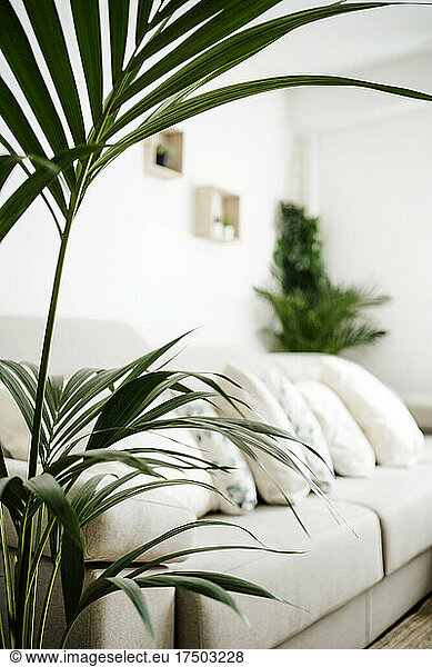 Houseplant with furniture in background at home