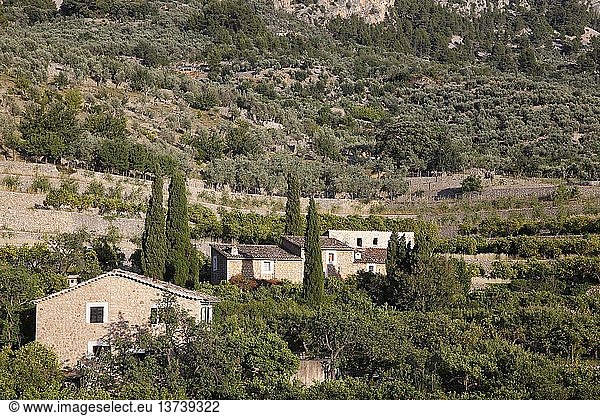 Houses and orange grove in the Sierra tramontana,  Majorca.