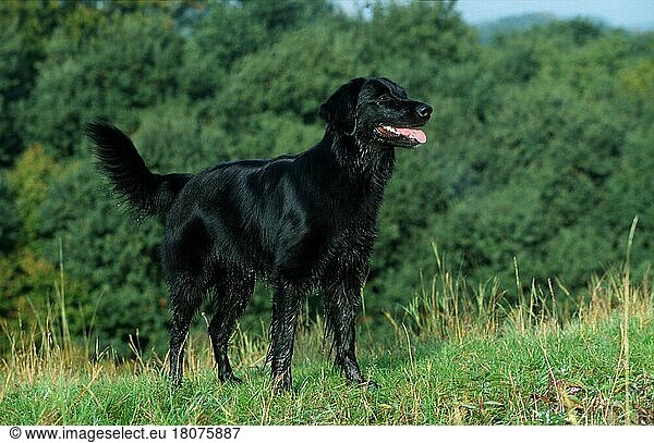 Hovawart  black  schwarz (Saeugetiere) (mammals) (animals) (Haushund) (domestic dog) (Haustier) (Heimtier) (pet) (außen) (outdoor) (Querformat) (horizontal) (seitlich) (side) (Wiese) (meadow) (stehen) (standing) (adult)