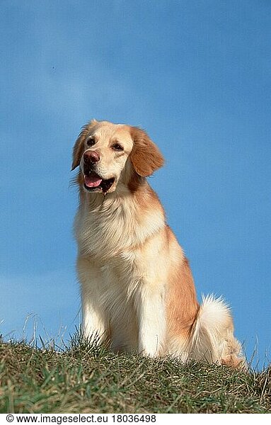 Hovawart  blond (animals) (außen) (outdoor) (Wiese) (meadow) (freundlich) (friendly) (sitzen) (sitting) (adult) (Säugetiere) (mammals) (Haustier) (Heimtier) (pet) (Haushund) (domestic dog)