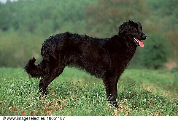 Hovawart  schwarz  black (animals) (außen) (outdoor) (seitlich) (side) (Wiese) (meadow) (stehen) (standing) (adult) (Querformat) (horizontal) (Säugetiere) (mammals) (Haushund) (domestic dog) (Haustier) (Heimtier) (pet)