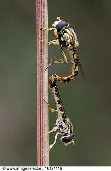 Hoverfly (Sphaerophoria scripta) mating on stem  France