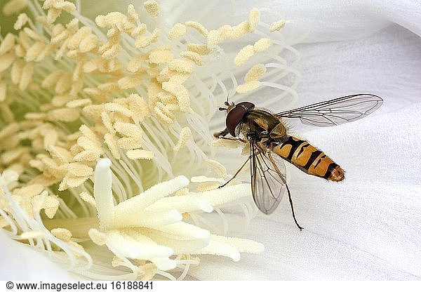 Hoverfly (Syrphidae) sitting on cactus flower (Echinopsis sp.)  Baden-Württemberg  Germany  Europe