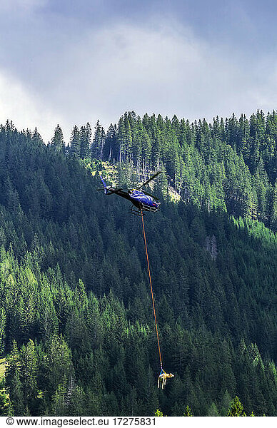 Hubschrauber transportiert Kuh gegen bewaldeten Berg