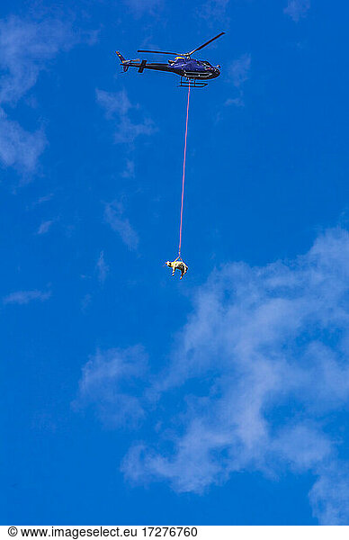 Hubschrauber transportiert Kuh gegen blauen Himmel