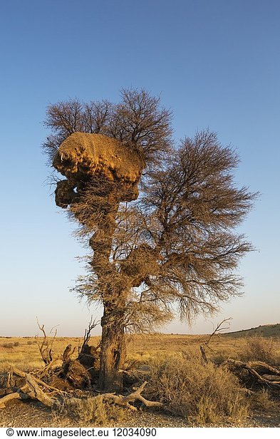 Huge communal nest of Sociable Weavers (Philetairus socius) in a camelthorn tree (Acacia erioloba). Kalahari Desert,  Kgalagadi Transfrontier Park,  South Africa.